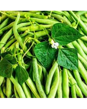 Pyramid French Bean Seeds 