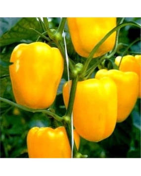 Pyramid Yellow Capsicum Seeds 