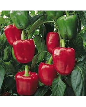 Pyramid  Red Capsicum Seeds 