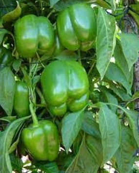 Pyramid Capsicum Seeds 