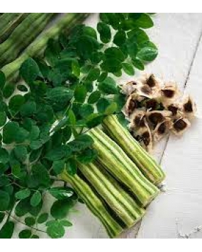  Pyramid Drumstick Moringa Seeds 