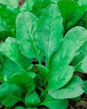 Pyramid Palak or Spinach Seeds 