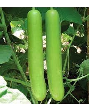 Pyramid Long Bottlegourd Seeds 