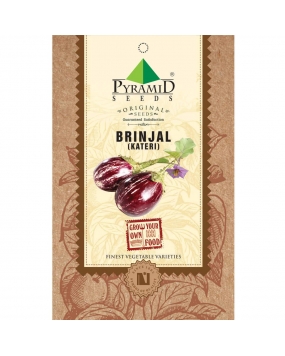 Pyramid Seeds Brinjal Kateri Plant Seeds