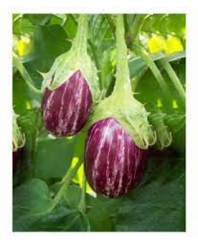 Pyramid Seeds Brinjal Kateri Plant Seeds
