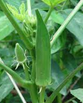 Pyramid Lady Finger 