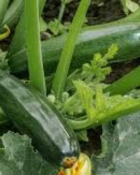 Pyramid Squash or Zucchini Seeds