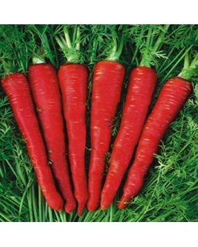 Pyramid Long Desi Carrot Seeds (6g, Red)
