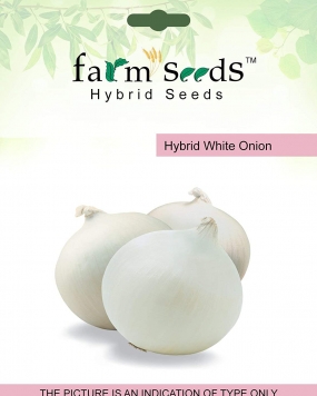 FARM SEEDS Hybrid White Onion 