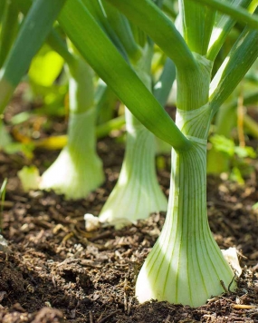 FARM SEEDS Hybrid White Onion 