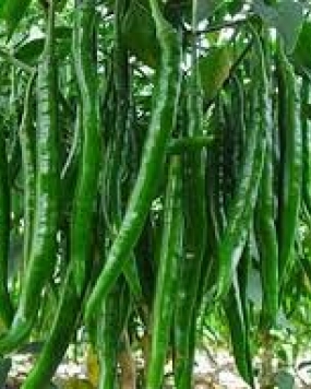 FARM SEEDS Hybrid Chilli Nagma 