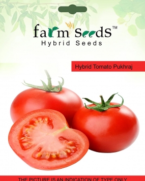 FARM SEEDS Hybrid Tomato 
