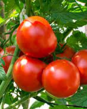 FARM SEEDS Hybrid Tomato 