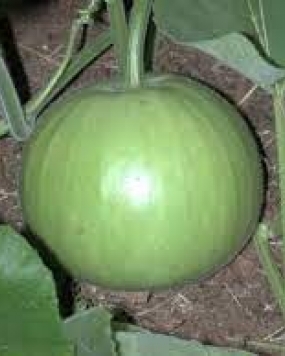 FARM SEEDS Hybrid Tinda Gourd Komal 