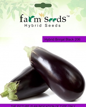 FARM SEEDS Hybrid Brinjal Black 