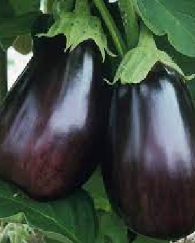 FARM SEEDS Hybrid Brinjal Black 