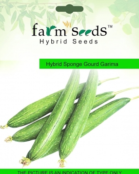 FARM SEEDS Hybrid Sponge Gourd Garima 1 Packet Seeds Seed (20 per packet)