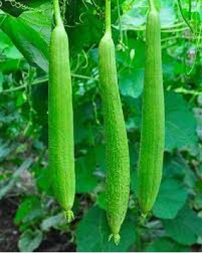 FARM SEEDS Hybrid Sponge Gourd Garima 1 Packet Seeds Seed (20 per packet)