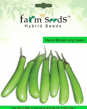 FARM SEEDS Hybrid Brinjal Green Long 