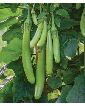 FARM SEEDS Hybrid Brinjal Green Long 