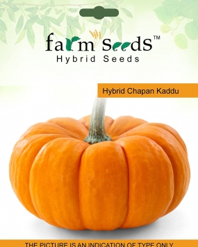 FARM SEEDS Hybrid Chapan Kaddu 1 packet seeds Seed (40 per packet)