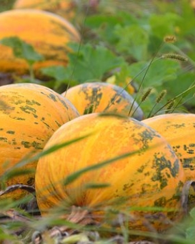 FARM SEEDS Hybrid Chapan Kaddu 1 packet seeds Seed (40 per packet)