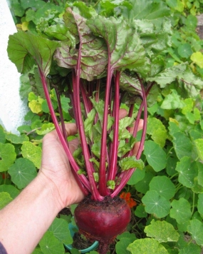 FARM SEEDS Hybrid Beetroot Seeds,