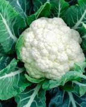 GENNEXT SEEDS F1 Hybrid Cauliflower Seeds
