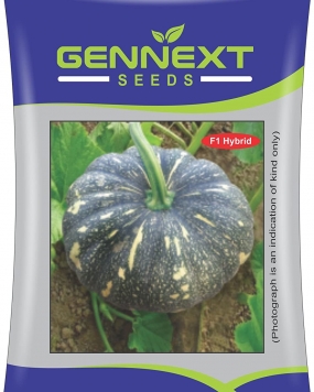 GENNEXT SEEDS F1 Hybrid Pumpkin Seeds (Pack of 2)