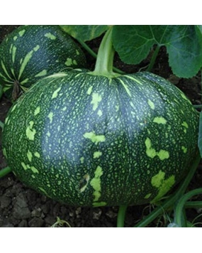 GENNEXT SEEDS F1 Hybrid Pumpkin Seeds (Pack of 2)