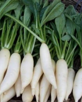 F1 Hybrid Radish Seeds 