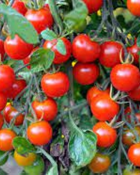 GENNEXT SEEDS F1 Hybrid Cherry Tomato Seeds