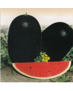 GENNEXT SEEDS F1 Hybrid Watermelon Icebox Seeds