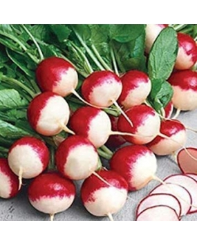Gennext Seeds Radish White Sparkler Tip Seeds